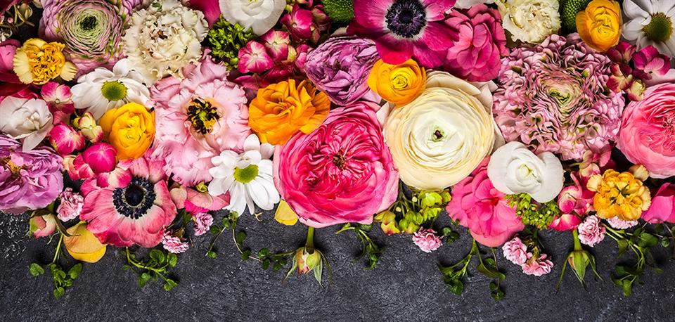 Petals & Plants
