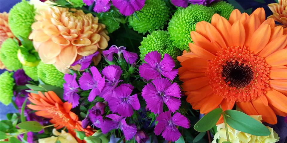 Petals & Plants